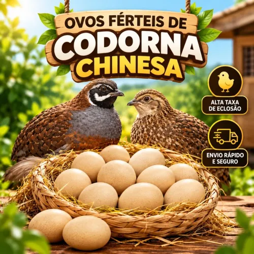 Ovos galados de codorna chinesa/ana/ férteis 