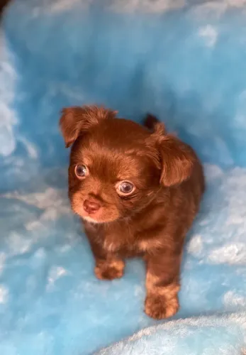 Chihuahua- Novo Mascote da sua família- cor deslumbrante