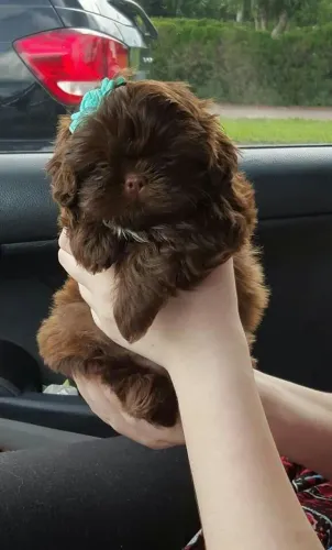 Aprocura de shih tzu fêmea