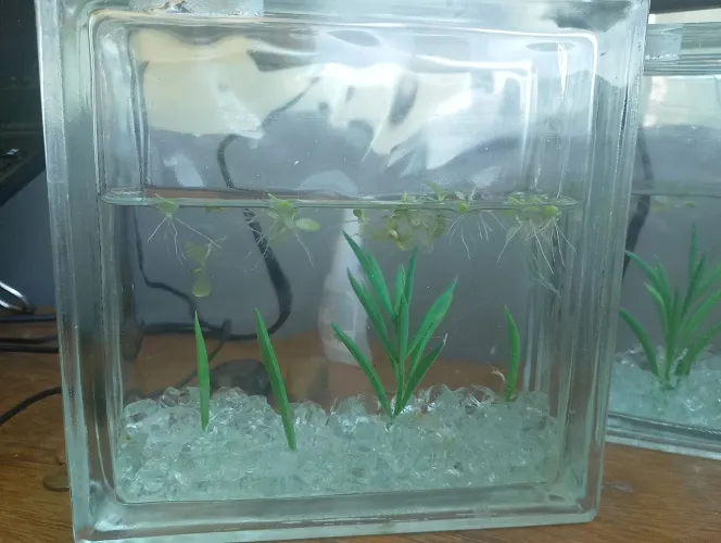 Mini aquário 