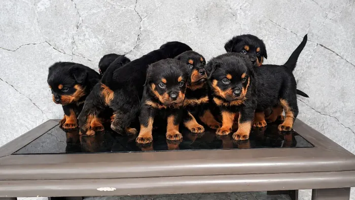 Filhotes de rottweiler disponível