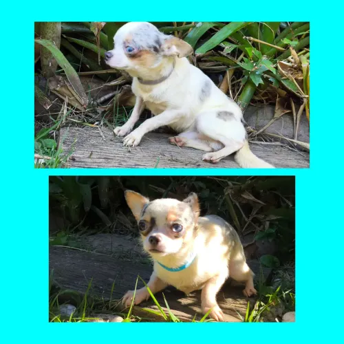 Chihuahua Macho MERLE Exótico Olhos Azuis.