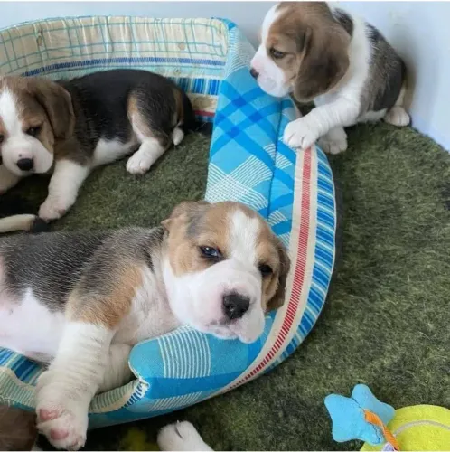 Beagle macho e fêmea 