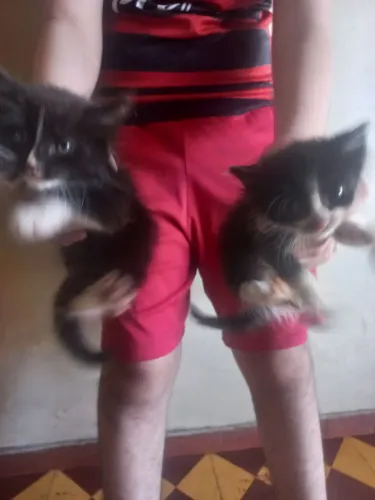 Doações de gatinhos