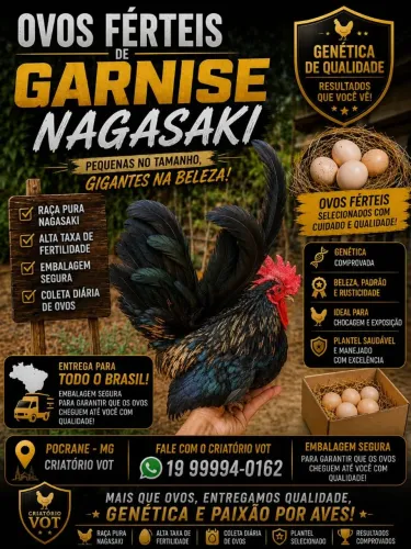 Ovos férteis de Nagasaki 