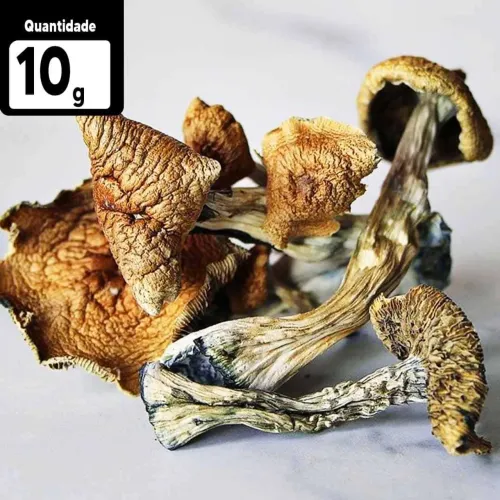 P. Cubensis