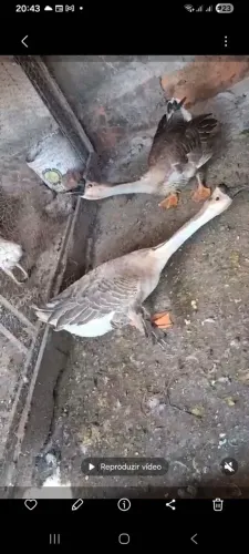 Casal de gansos a venda gansos ja estão adultos