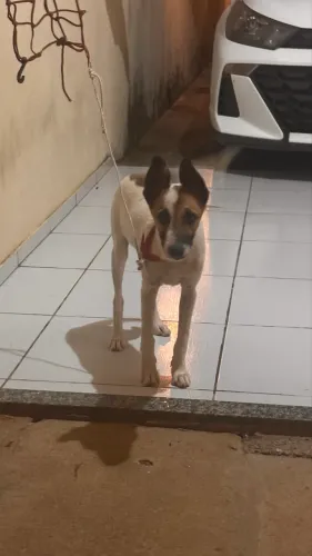 DOAÇÃO CACHORRO URGENTE