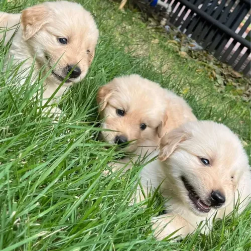 Golden O tipo de amor que te espera na porta todos os dias