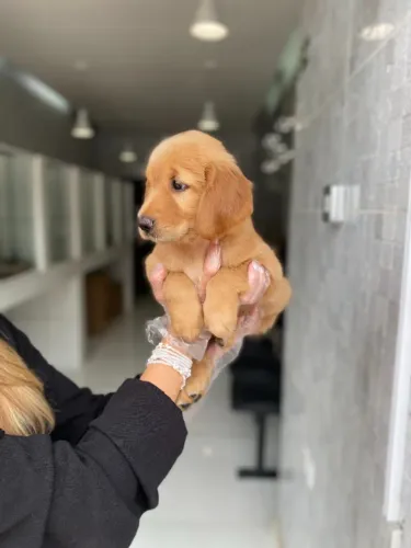 Magia dourada: Filhote de Golden Retriever saudáveis, extremamente sociáveis e brincalhões