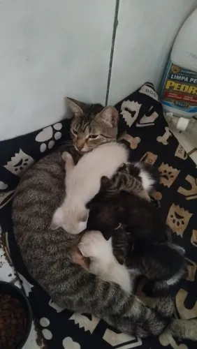 Gatos fofinho e que procuram um lar com amor e carinho