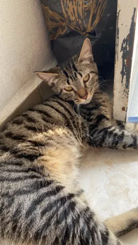 Gata para doação