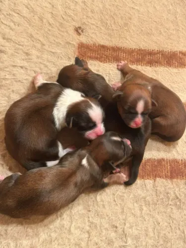 Lindos filhotes de shitzu mini femeas e Machos