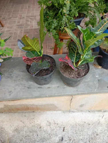 Mudas de croton