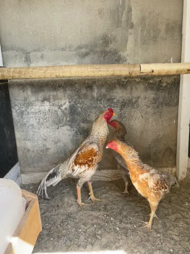 Terno de galinha índia canto curto
