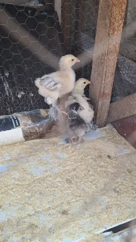 Pintinhos