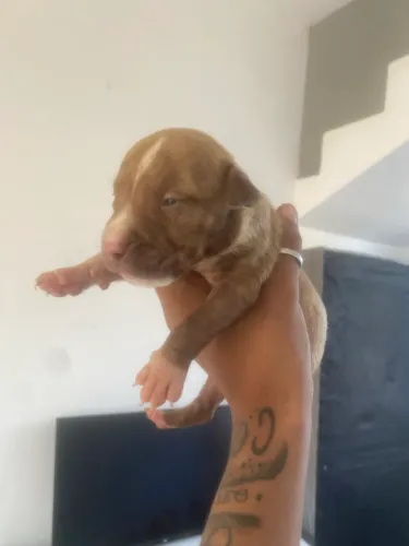 Filhotes de pitbull pra vender olhos claros lindos