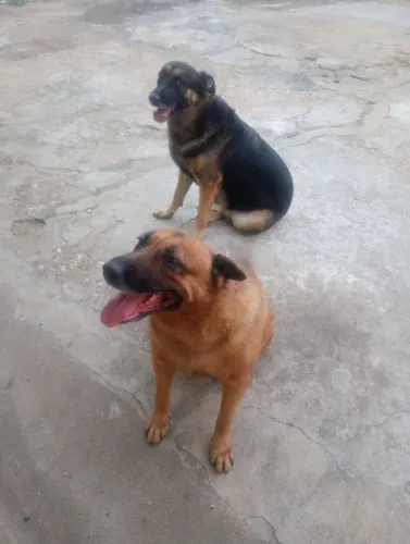 Doação de 2 cachorras fêmeas de raça 
