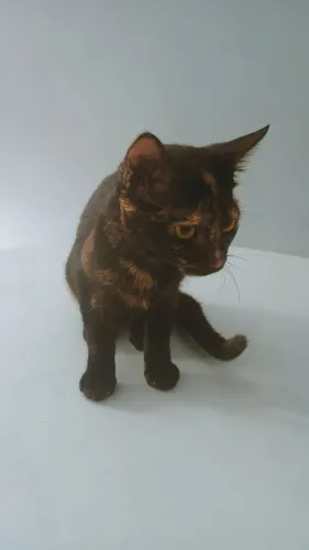 Filhote de gatinho para adoção
