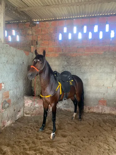 Cavalo macha picada 