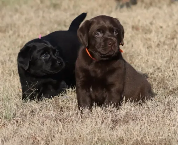 Filhotes de Labrador | Amor que chega correndo.