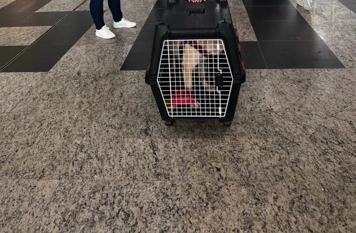 Caixa transporte pet 