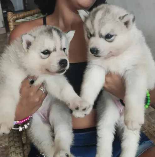Fêmeas de husck siberiano