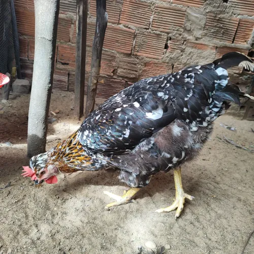 Galinha GSB pondo