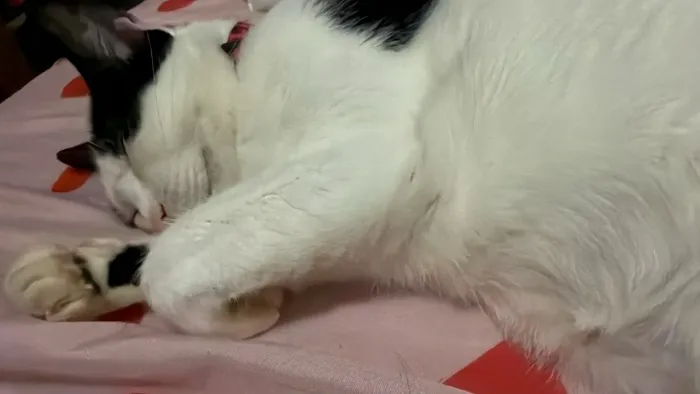 Gata para adoção