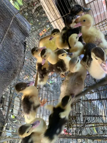 Patos filhotes