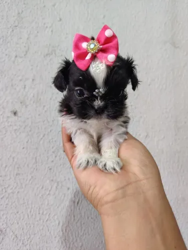 Shihtzu , Shitzu , shiatsu fêmea