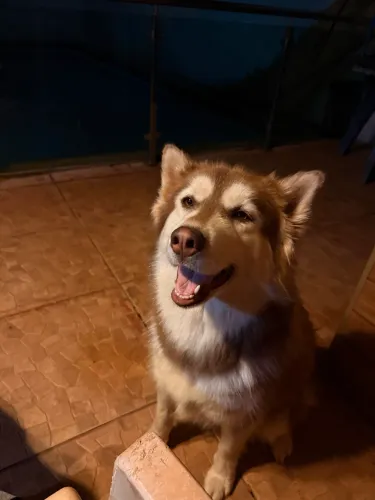 Husky femea 