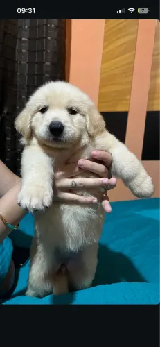 Macho Golden Retriever