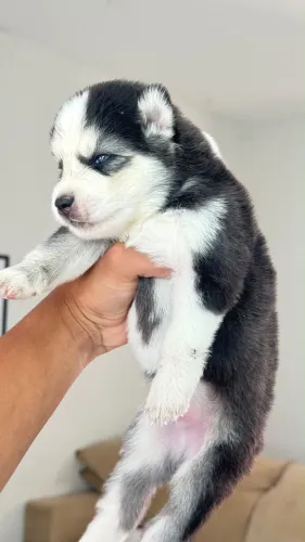 FILHOTES DE HUSKY SIBERIANO PURO