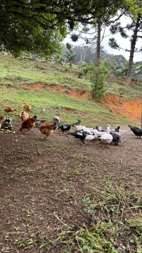 Vendo patos e galinha caipira