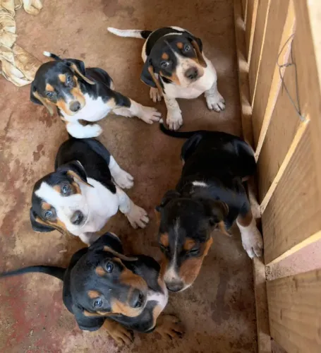 Cachorro Americano de caça
