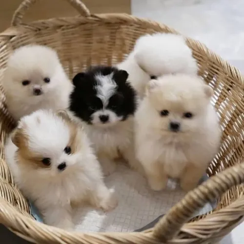 Lulu da Pomerânia adorável 