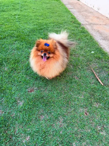 Macho spitz alemão anão