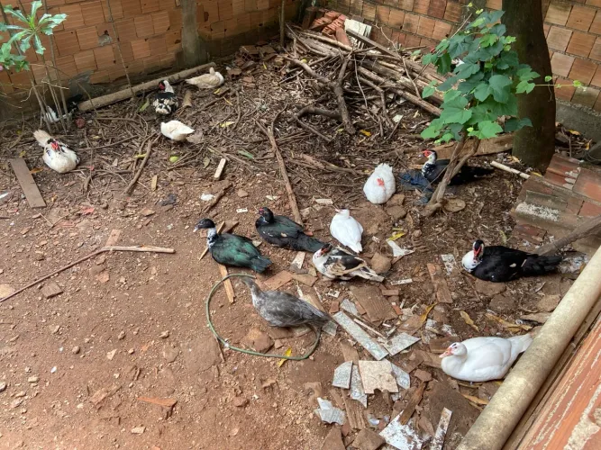 Vendo Patos