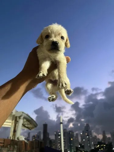 Filhote de poodle 