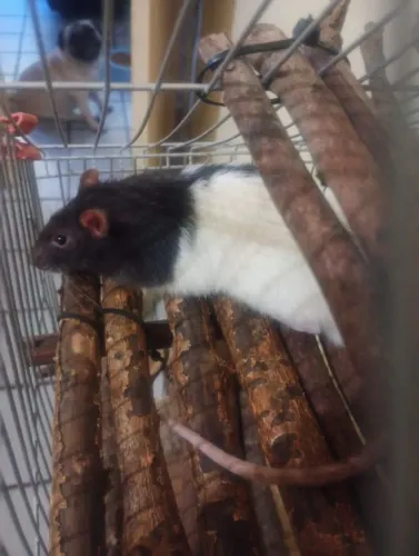 Rato de Laboratório Twister Hamster Mercol 