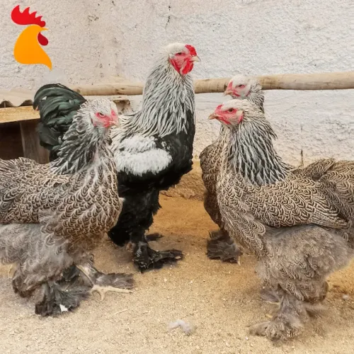 Ovos Galados Brahma Dark (dúzia)