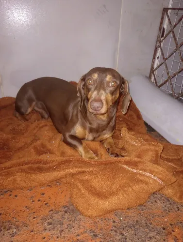 Basset dachshund