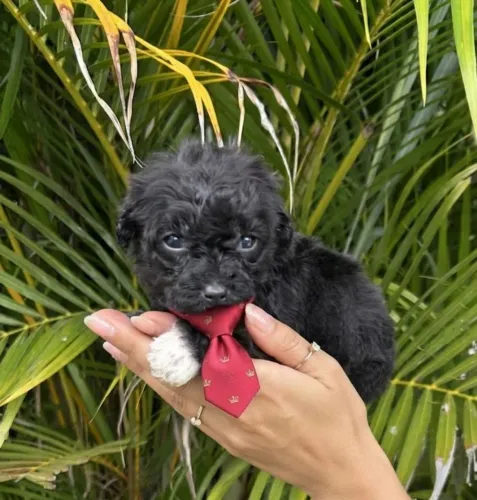 Poodle machinho Toy pretinho!Valor imperdivel p hoje!Perfeição da raça!
