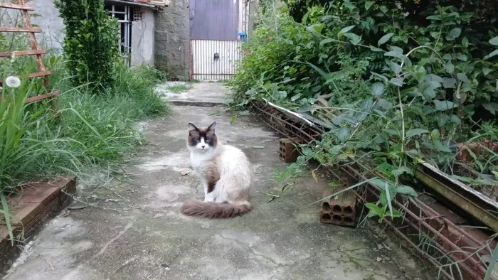 Gato lindo pr doação