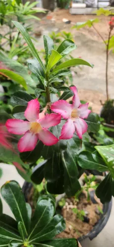 Flor do deserto