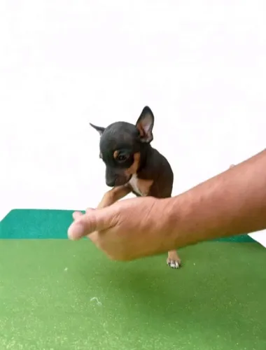 Esse pinscher zero é puro amor e diversão