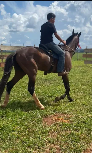 Vendo cavalo manga larga campolina 