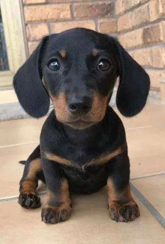 Basset Mini ( Salsicha ) - Macho e Fêmea / Aceito Cartão! Pronta Entrega!