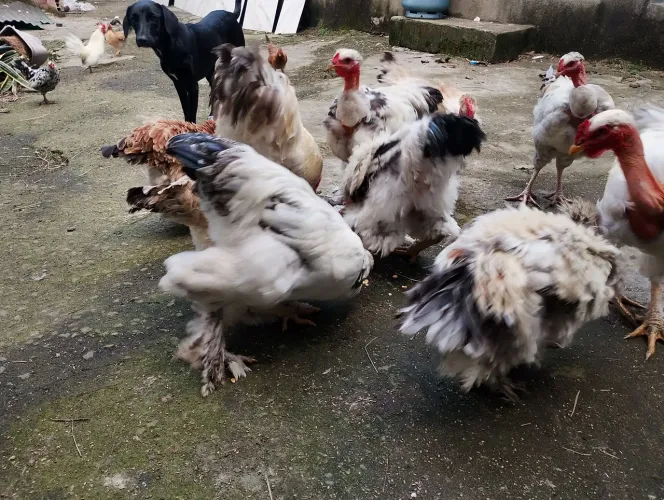 Galinhas arrepiadas brahmas